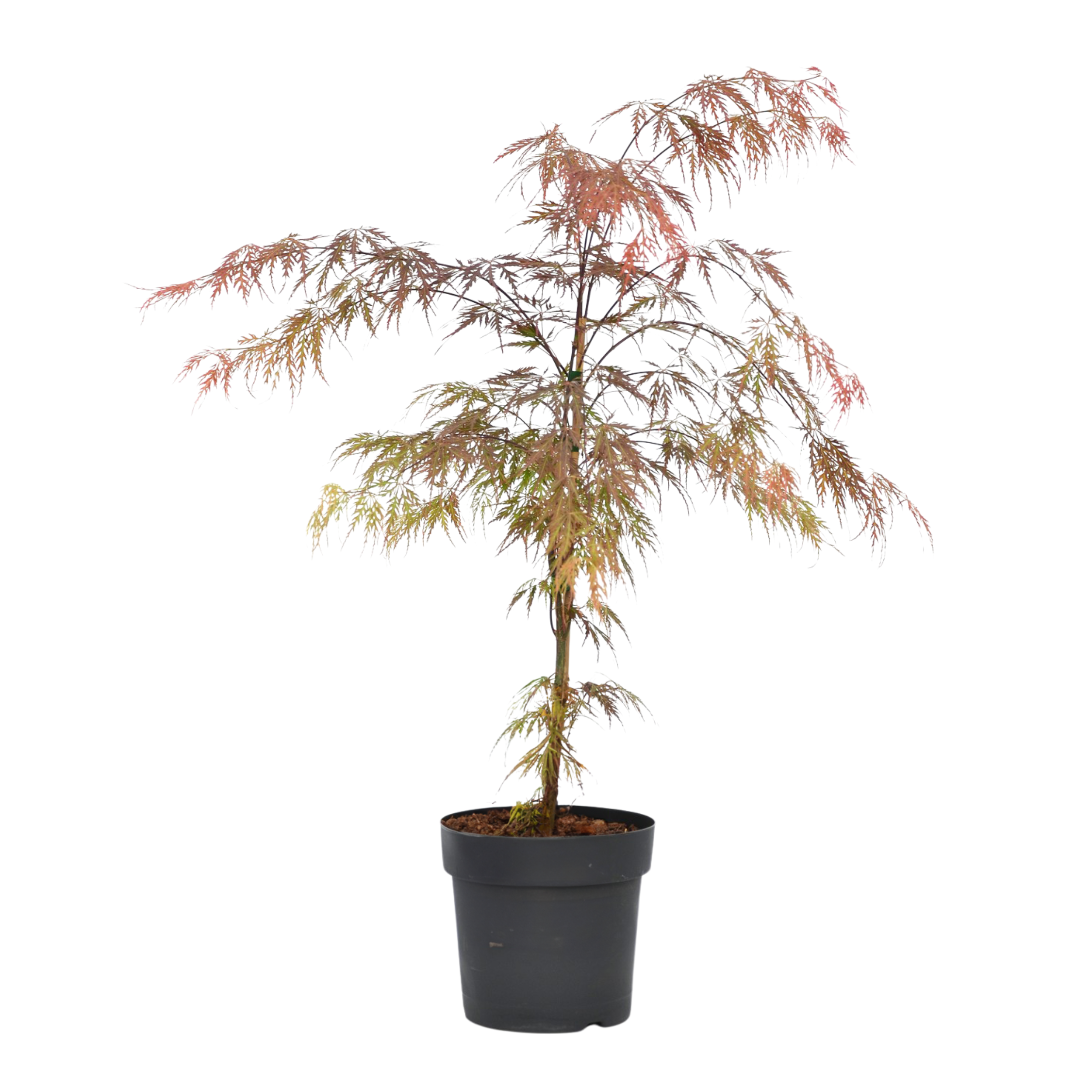 Japanse Esdoorn - Acer palmatum'Garnet'- Hoogte 60-70cm -⌀19cm afbeelding