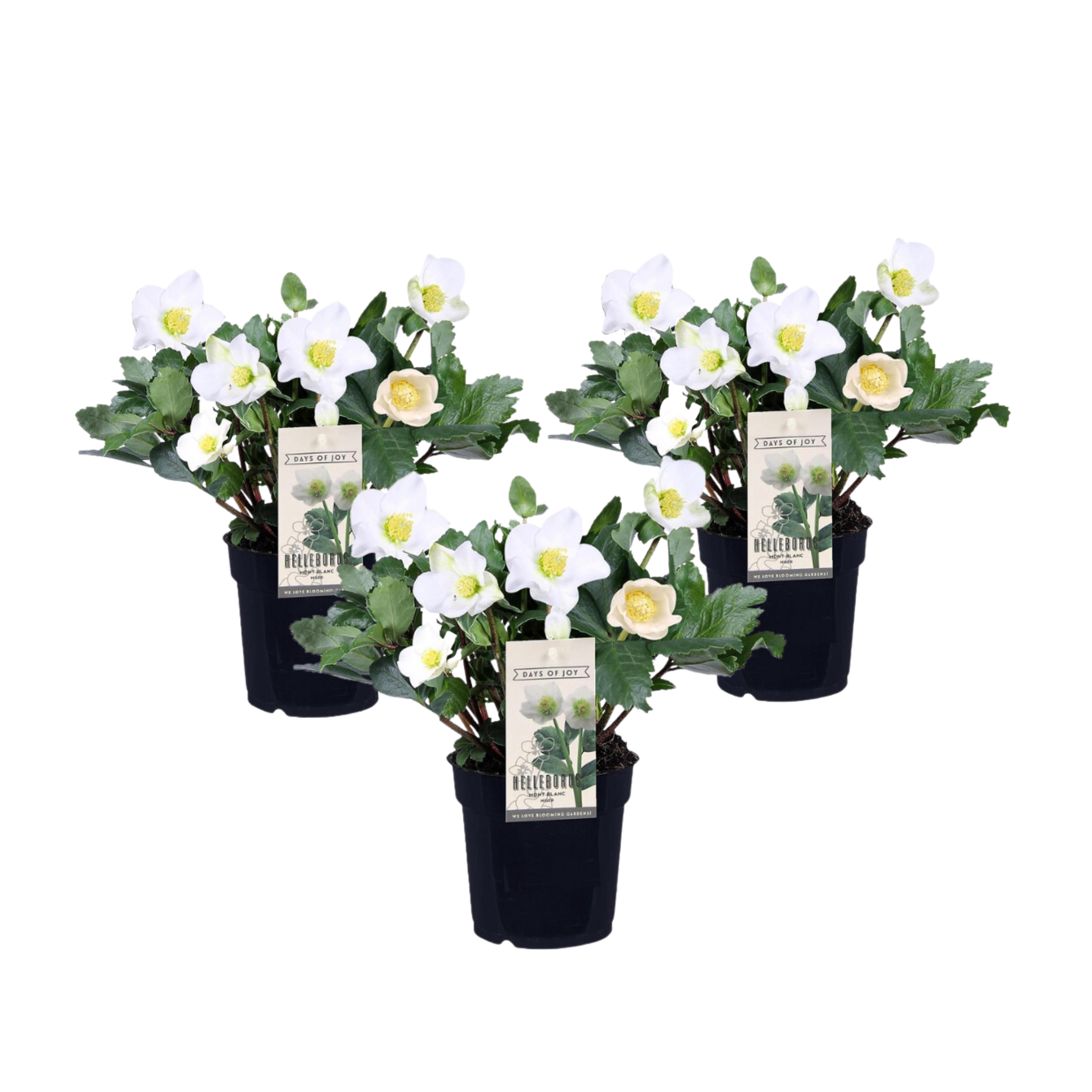 Kerstroos - Set van 3 - Helleborus niger'Mont Blanc'- Hoogte 20-30cm -⌀12cm afbeelding