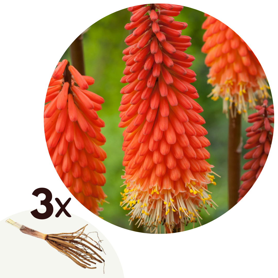 Vuurpijl - Fakkellelie - Set van 3 - Tritoma Kniphofia'Alcazar'- Wortelstokken afbeelding