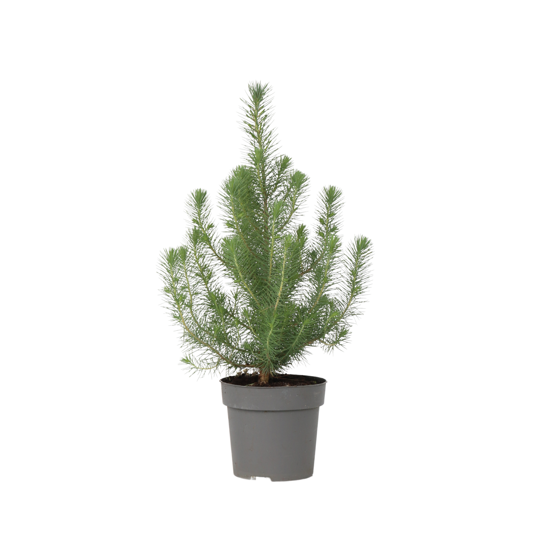 Zilveren Parasolden - Pinus Pinea'Silver Crest'- Hoogte 45-55cm -⌀17cm afbeelding