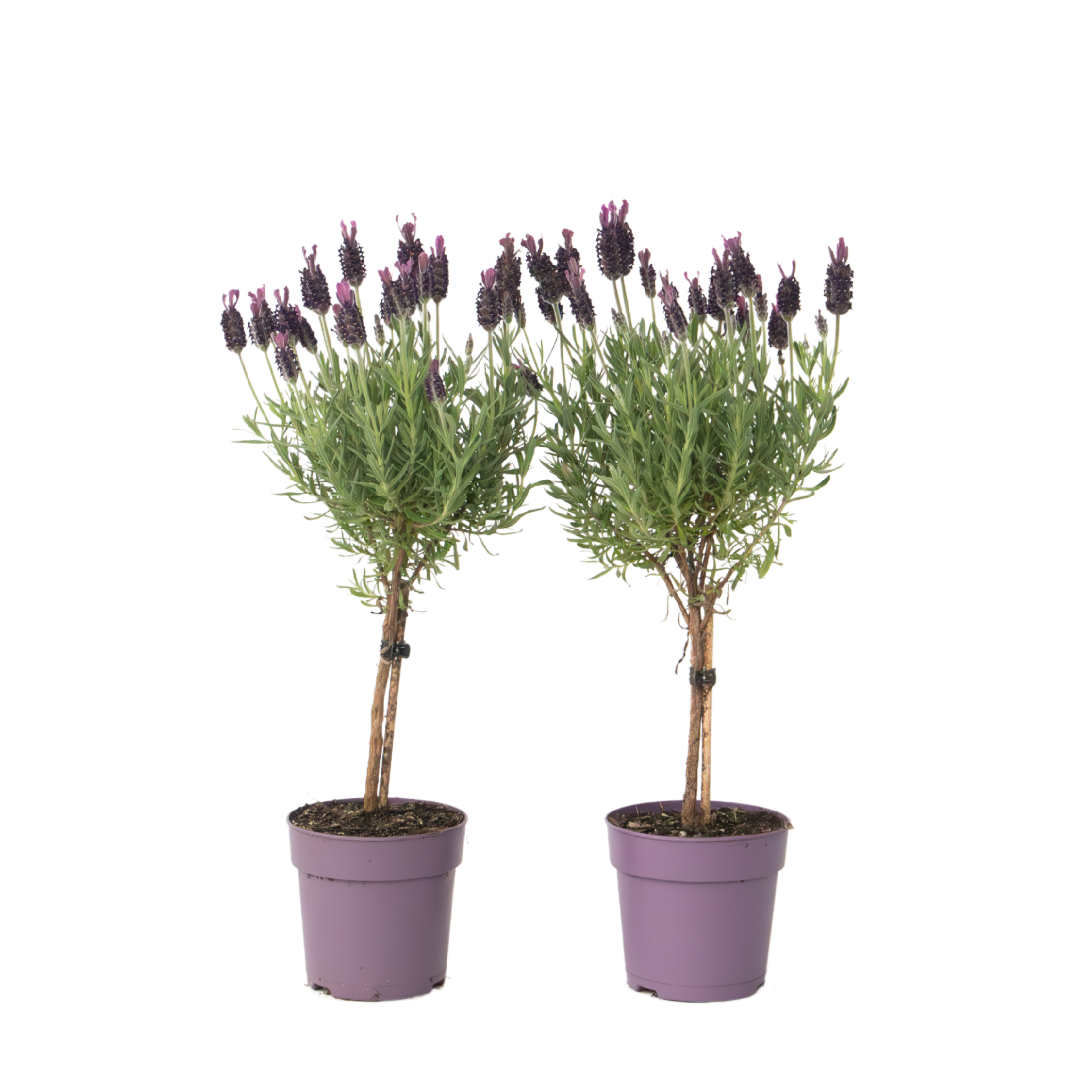 Lavendel - Set van 2 - Lavandula stoechas'Anouk'- Hoogte 30-40cm -⌀12cm afbeelding