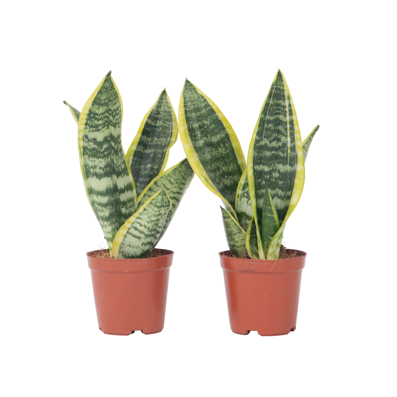 Vrouwentong - Set van 2 - Sansevieria'Futura Superba'- Hoogte 35-40cm -⌀12cm afbeelding