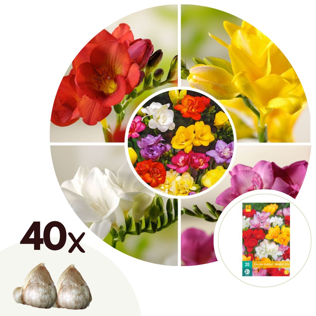 Freesia - Set van 40 - Freesia Mix - Bloembollen afbeelding