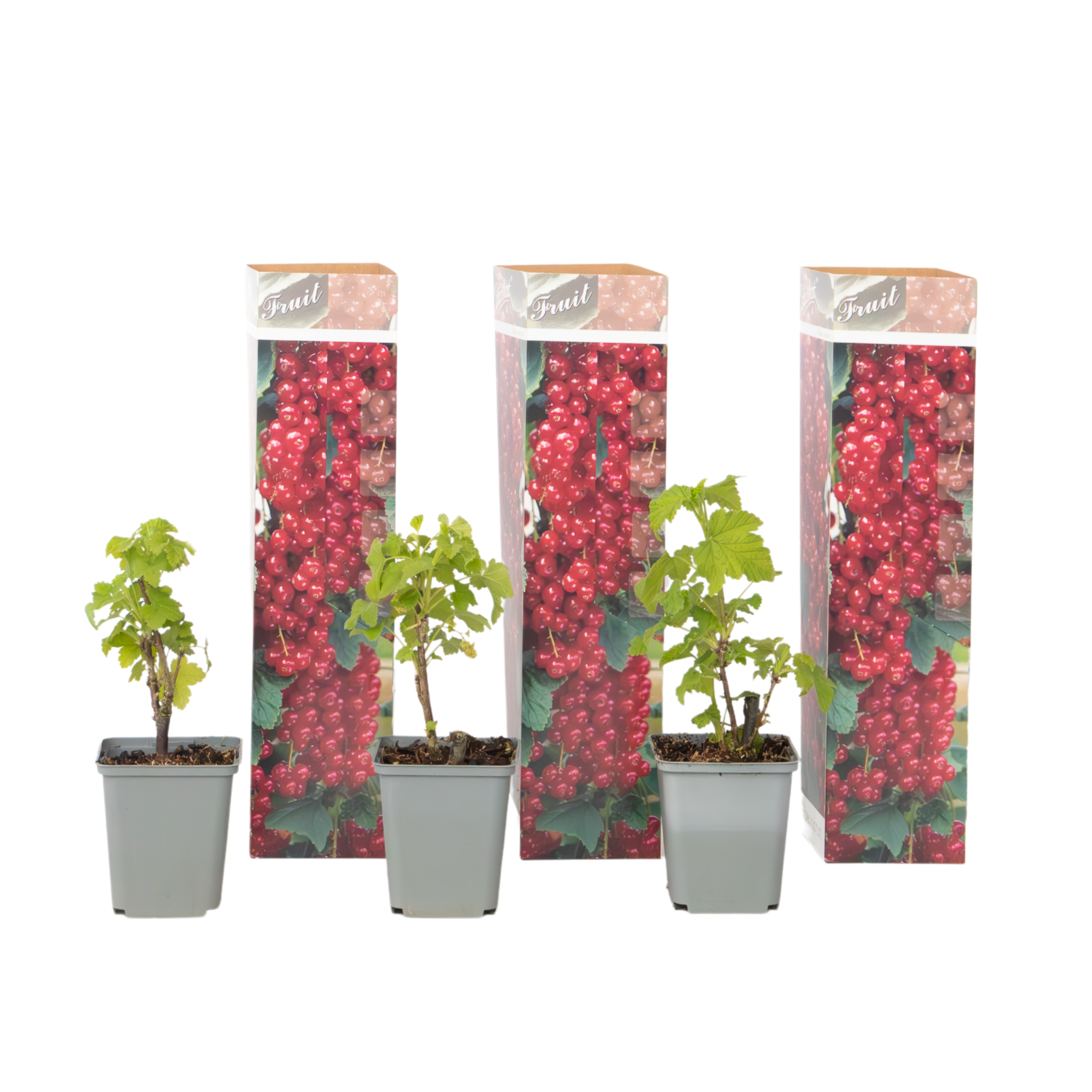 Aalbes - Set van 3 - Ribes rubrum - Hoogte 25-40cm -⌀9cm afbeelding