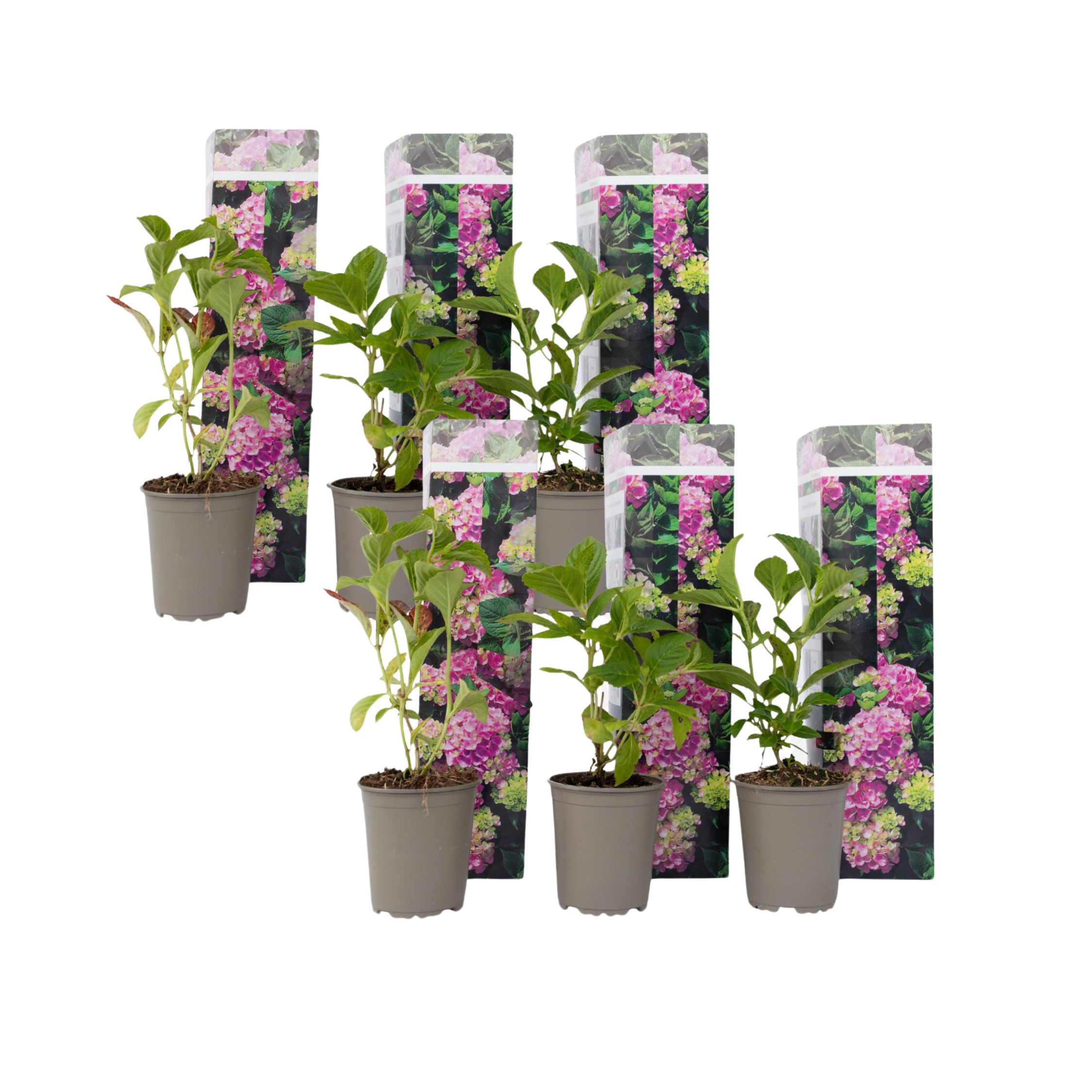 Hortensia - Set van 6 - Hydrangea'Early Pink'- Hoogte 25-40cm -⌀9cm afbeelding