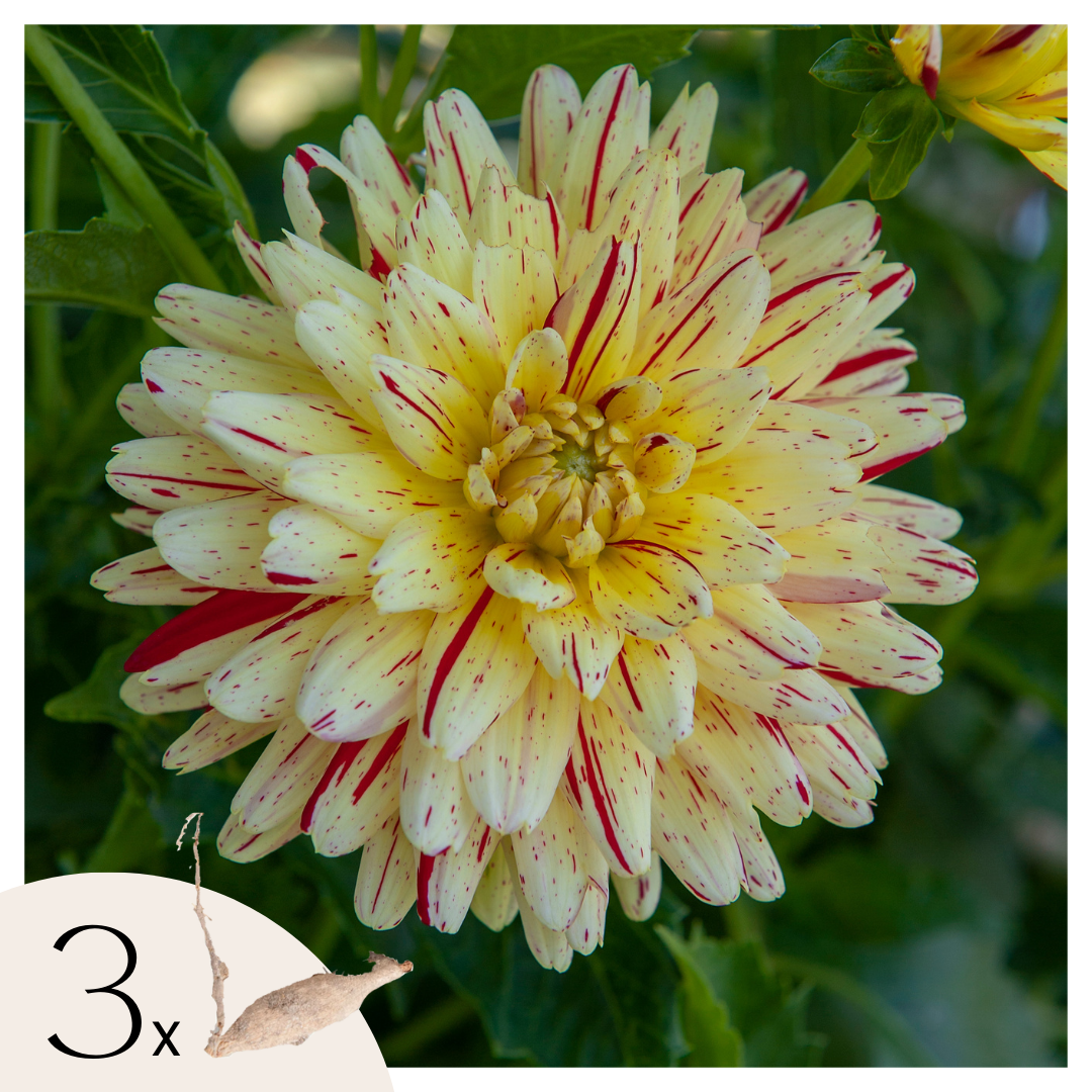 Dahliaknollen - Set van 3 - Dahlia'Cambridge' afbeelding