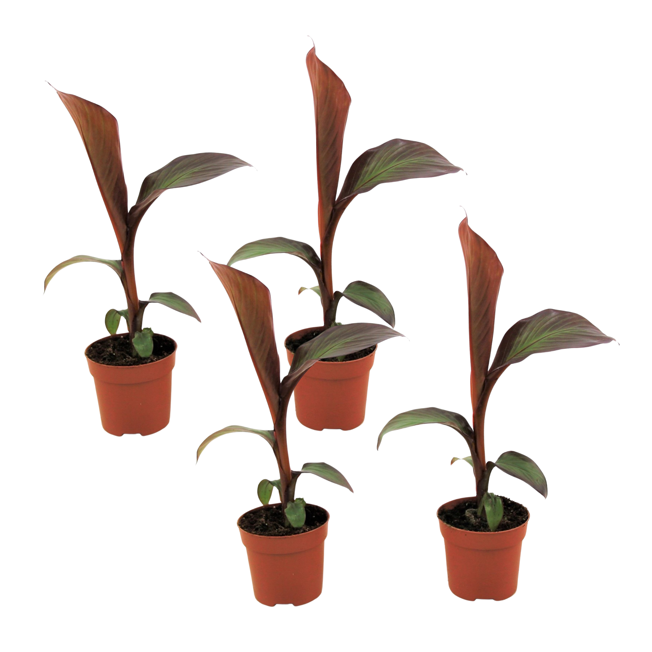 Rode bananenplant - Set van 4 - Ensete'Maurelli'- Hoogte 20-30cm -⌀9cm afbeelding
