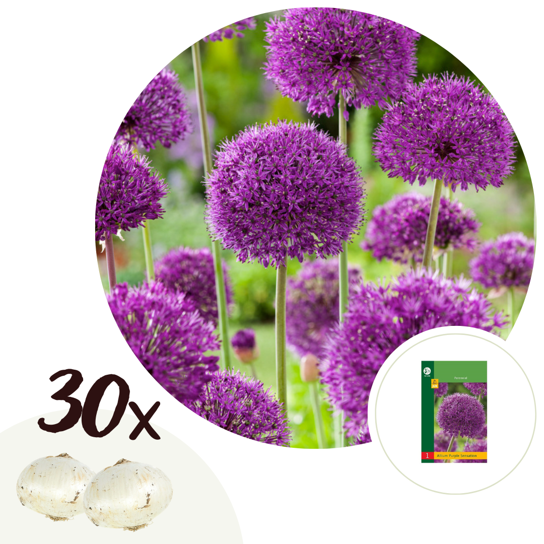 Alliumbollen - Set van 30 - Allium'Purple Sensation'- Bloembollen - Paars afbeelding