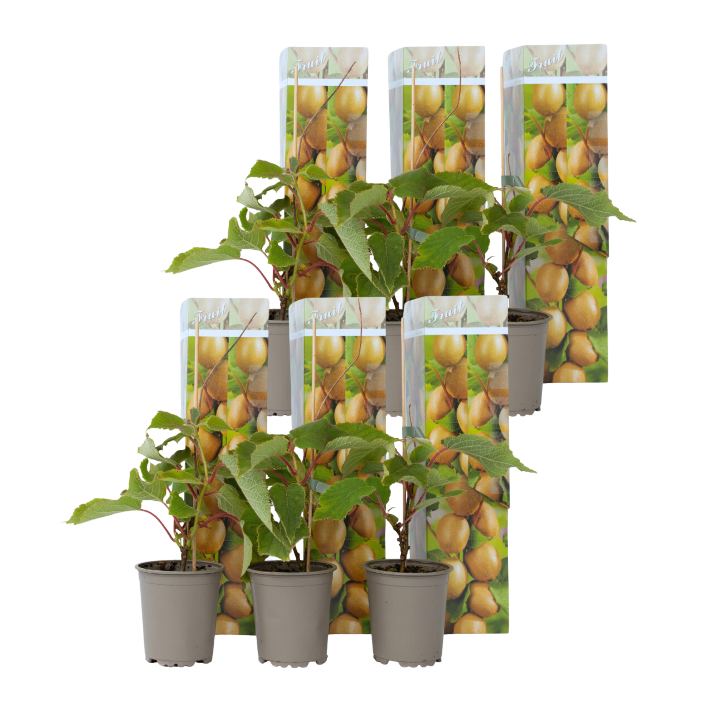 Kiwiplant - Set van 6 - Actinidia deliciosa'Jenny'- Hoogte 20-40cm -⌀9cm afbeelding