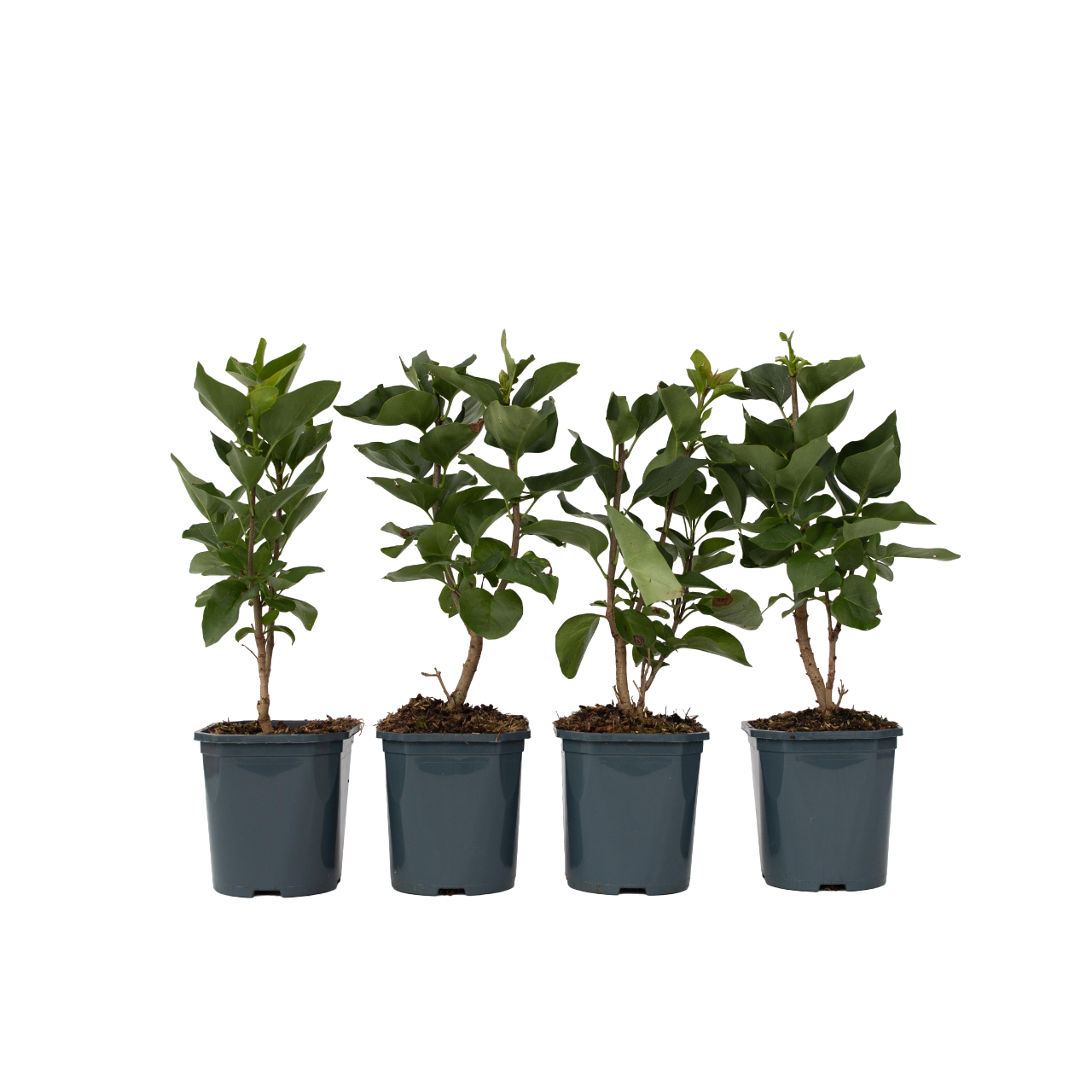 Sering - Set van 4 - Syringa vulgaris'Michel Buchner'- Hoogte 25-40cm -⌀17cm afbeelding