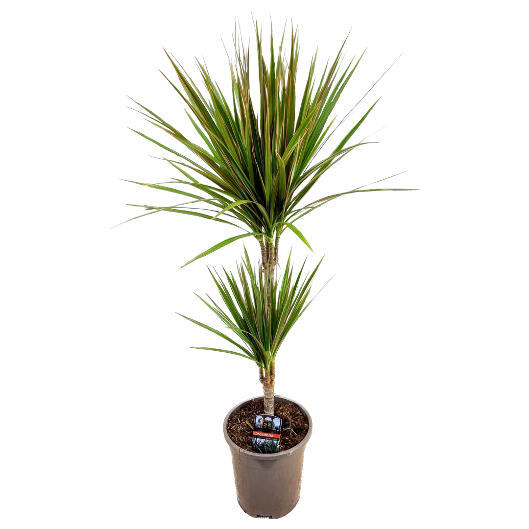 Drakenbloedboom - Dracaena marginata'Bicolor'- Hoogte 70-80cm -⌀17cm afbeelding