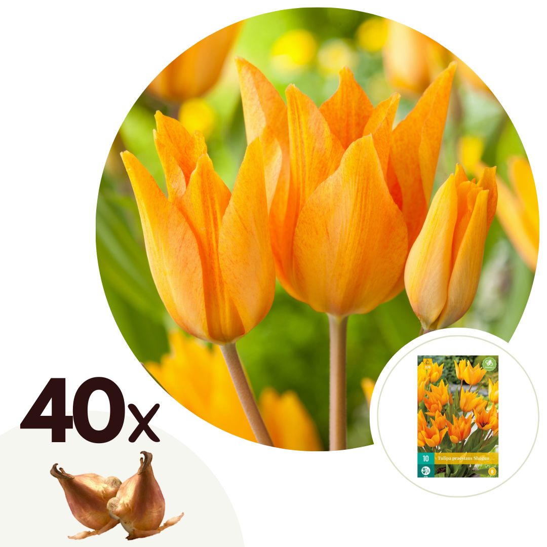 Tulpenbollen - Set van 40 - Tulipa'Prastants Shogun'- Bloembollen - Oranje afbeelding