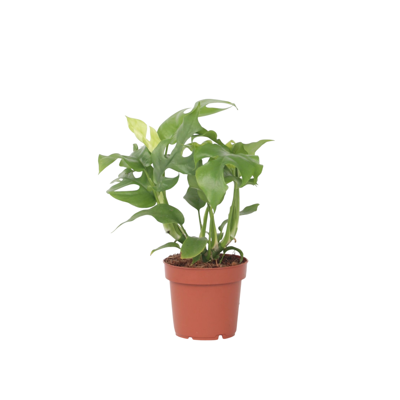 Monstera Minima - Rhaphidophora tetrasperma - Hoogte 20-30cm -⌀12cm afbeelding