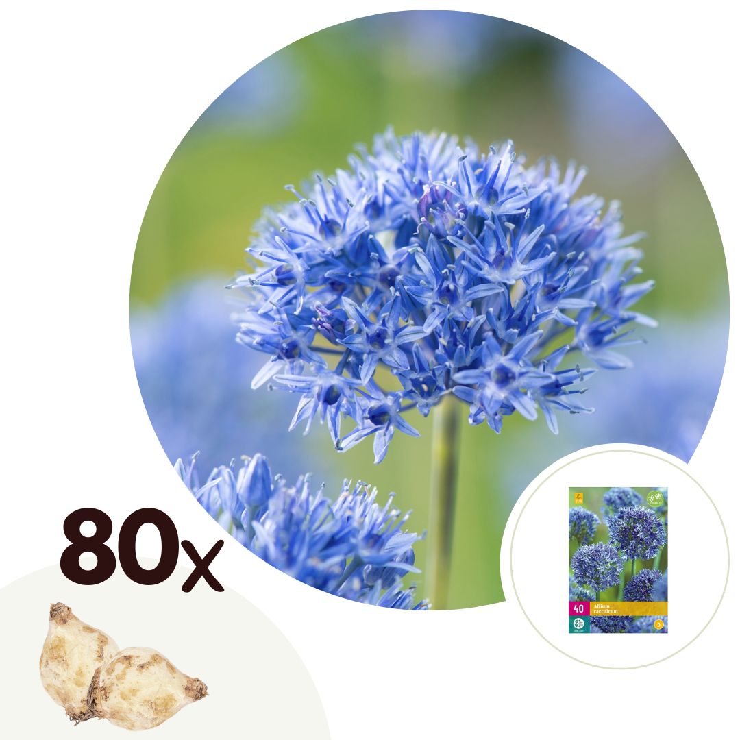 Alliumbollen - Set van 80 - Allium'Caeruleum'- Bloembollen - Blauw afbeelding