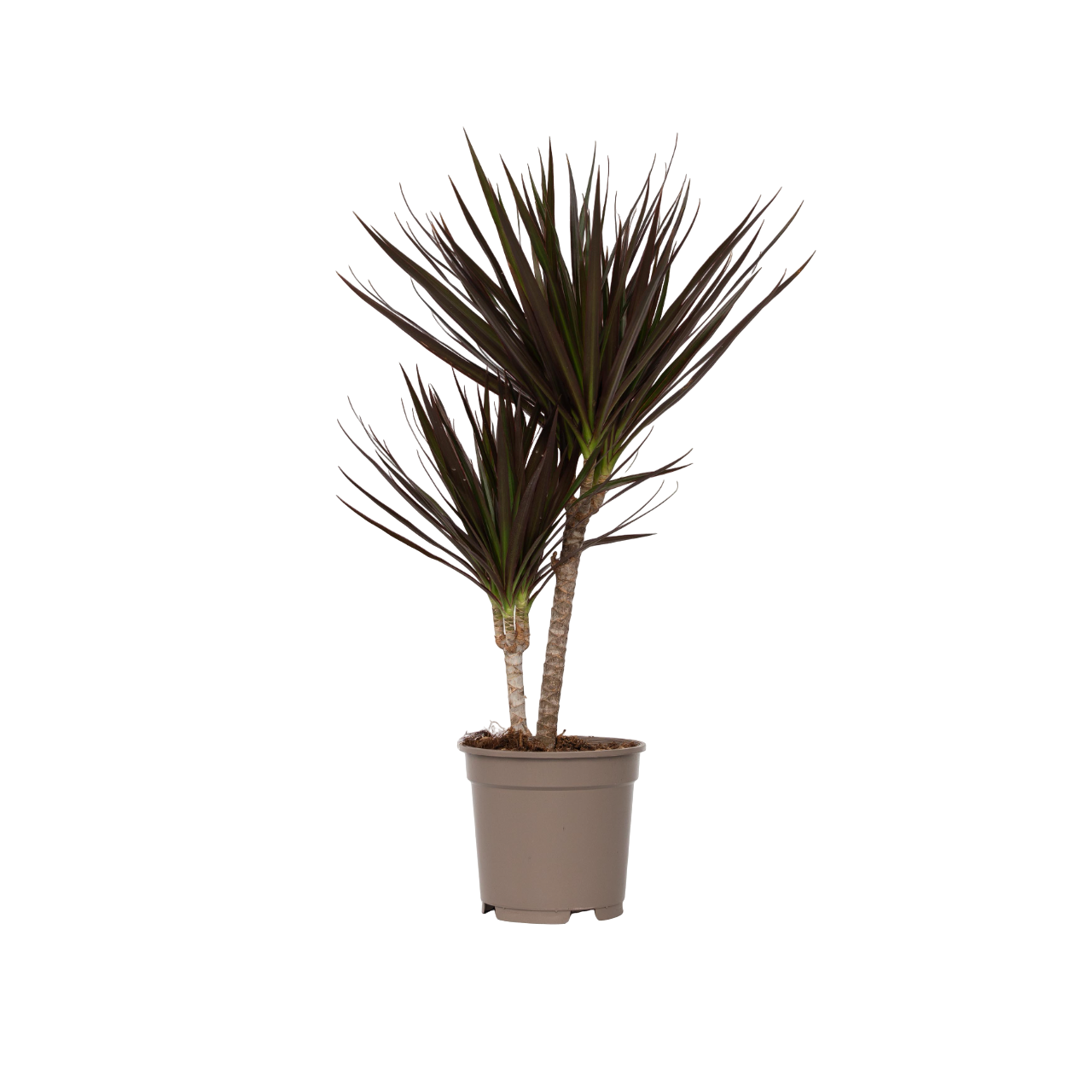 Drakenbloedboom - Dracaena marginata'Magenta'- Hoogte 70-80cm -⌀17cm afbeelding