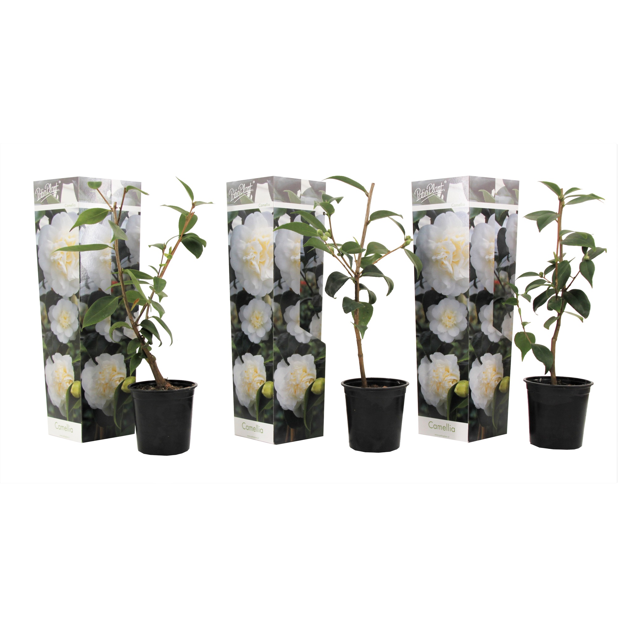 Japanse Roos - Set van 3 - Camellia'Brush Field'- Hoogte 25-40cm -⌀9cm afbeelding