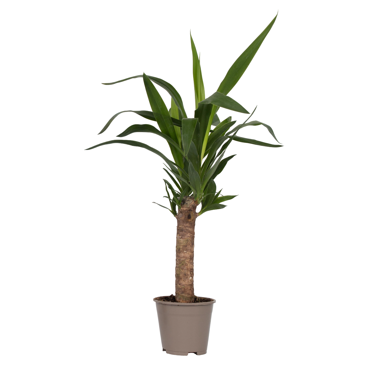 Palmlelie - Yucca elephantipes - Hoogte 50-60cm -⌀14cm afbeelding