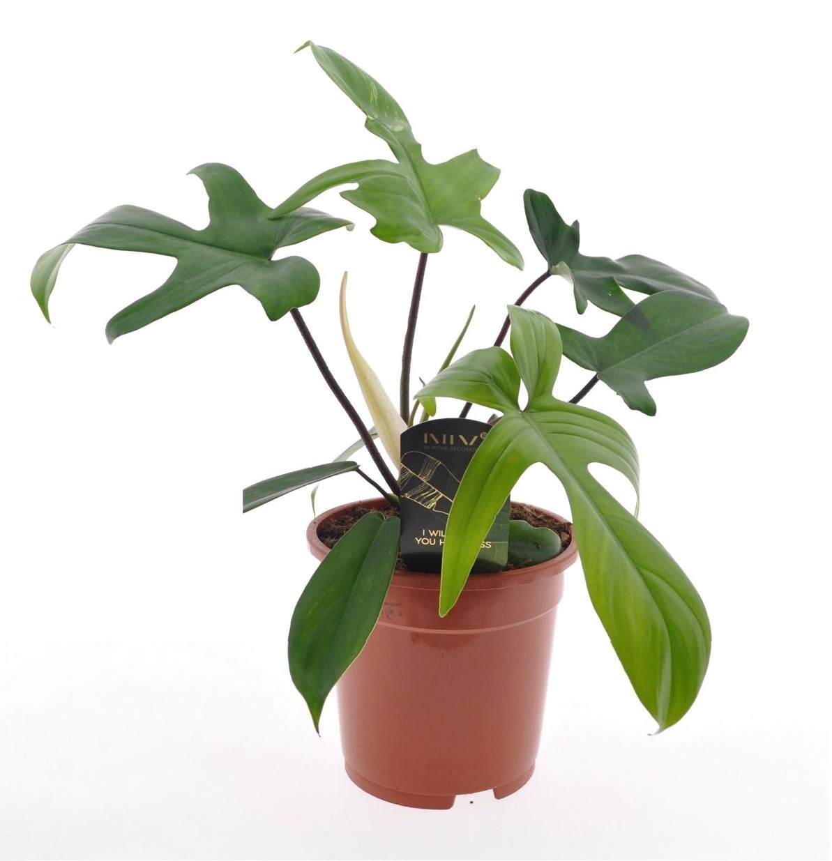 Philodendron - Philodendron'Florida Green'- Hoogte 40-50cm -⌀17cm afbeelding