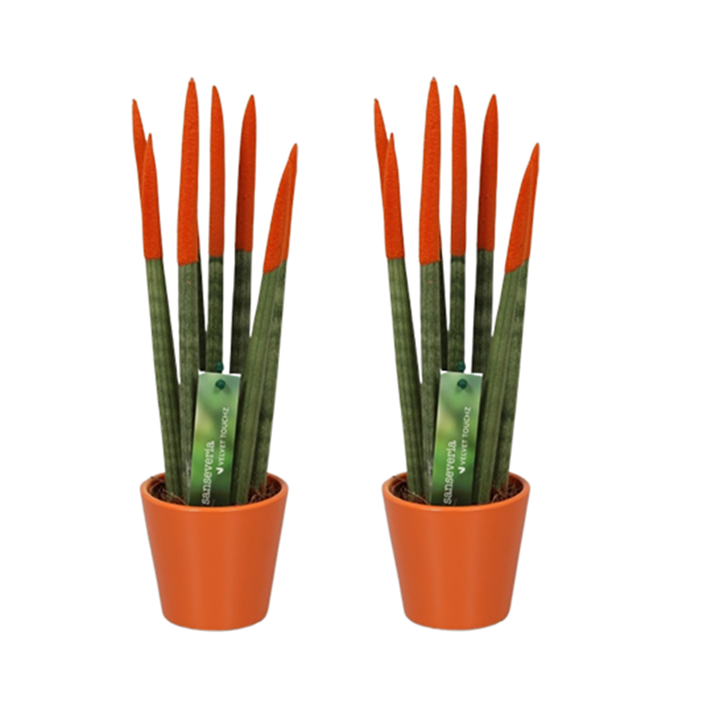 Vrouwentong - Set van 2 - Sansevieria cylindrica - Hoogte 20-40cm -⌀9cm afbeelding