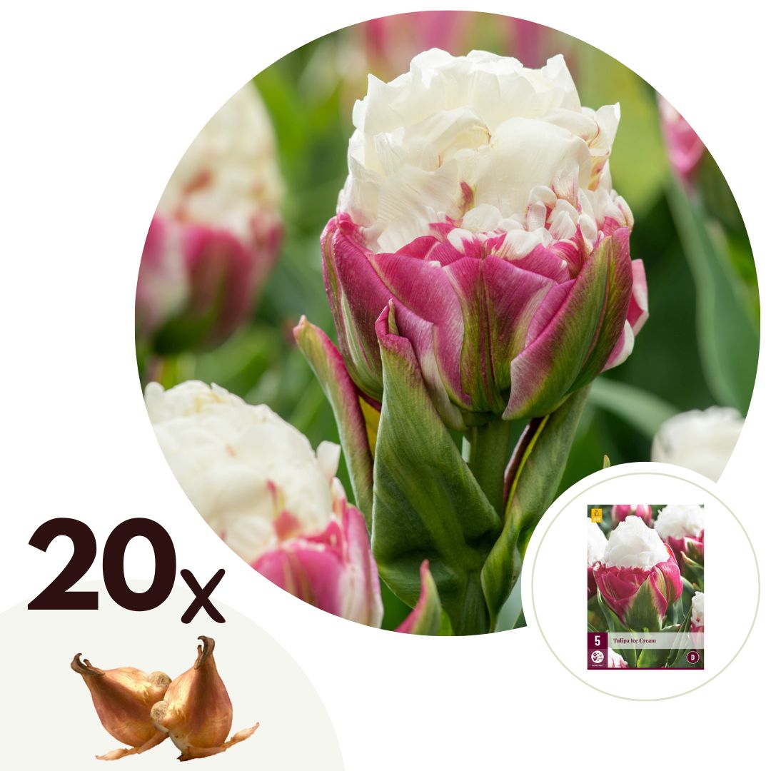 Tulpenbollen - Set van 20 - Tulipa'Ice Cream'- Bloembollen - Paars afbeelding