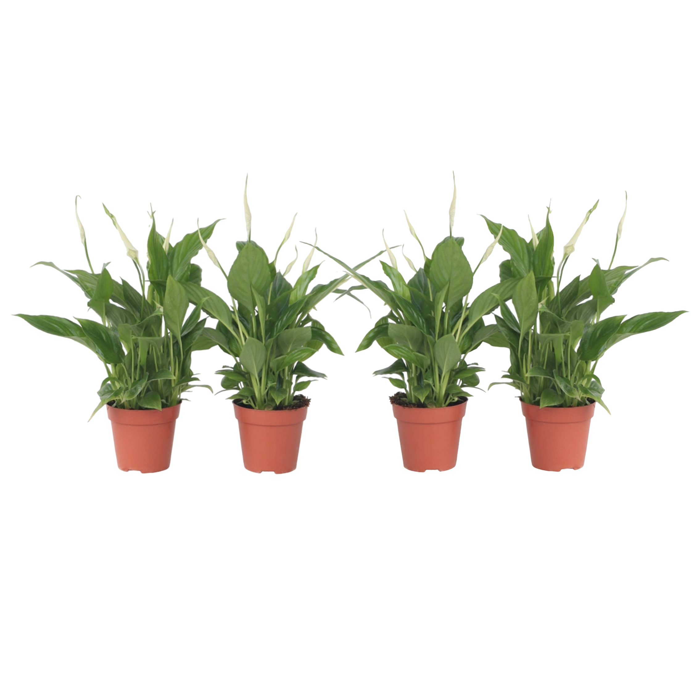 Lepelplant - Set van 4 - Spathiphyllum'Torelli'- Hoogte 30-45cm -⌀12cm afbeelding