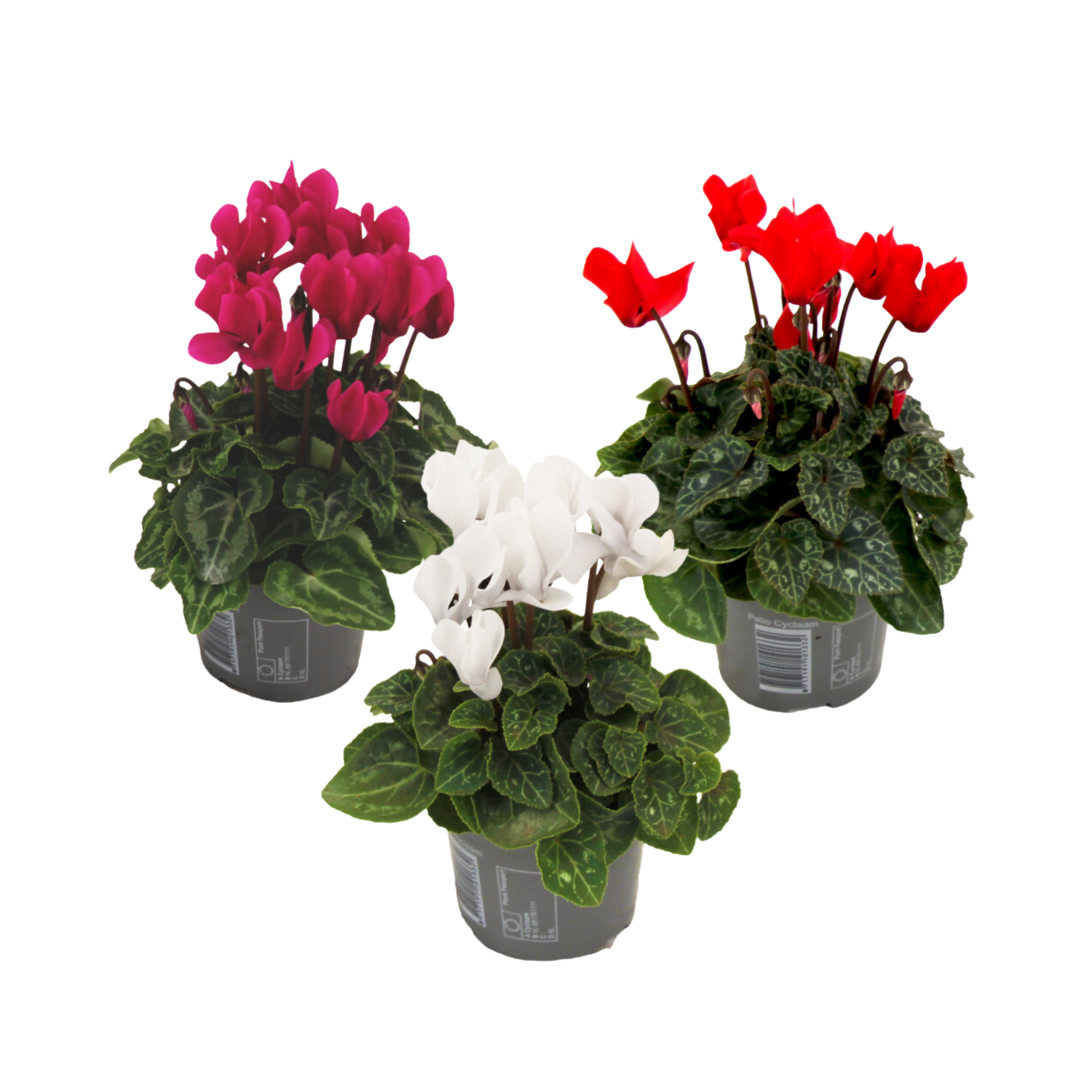Perzisch cyclaam - Set van 3 - Cyclamen persicum - Hoogte 10-20cm -⌀9cm afbeelding