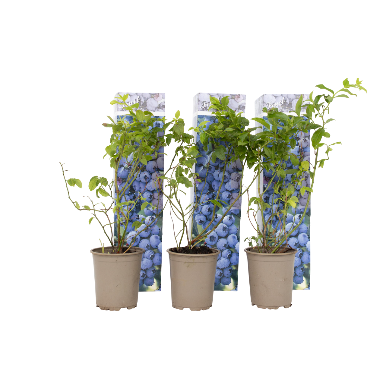 Blauwe bessen - Set van 6 - Vaccinium'Sunshine Blue'- Hoogte 25-40cm -⌀9cm afbeelding