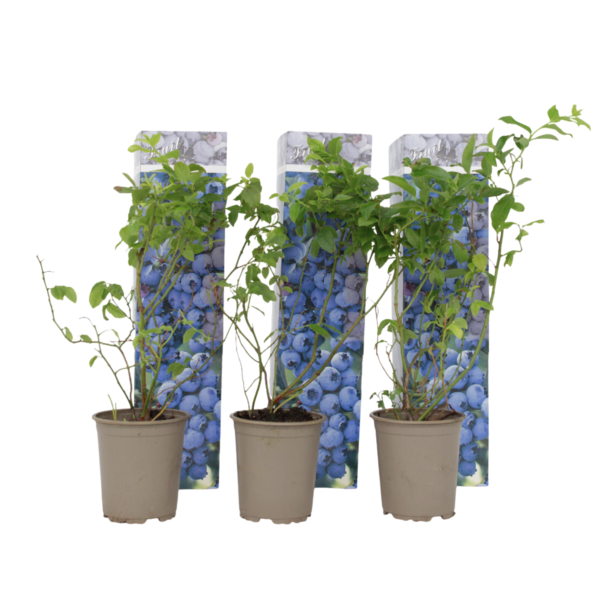 Blauwe bessen - Set van 3 - Vaccinium'Sunshine Blue'- Hoogte 25-40cm -⌀9cm afbeelding