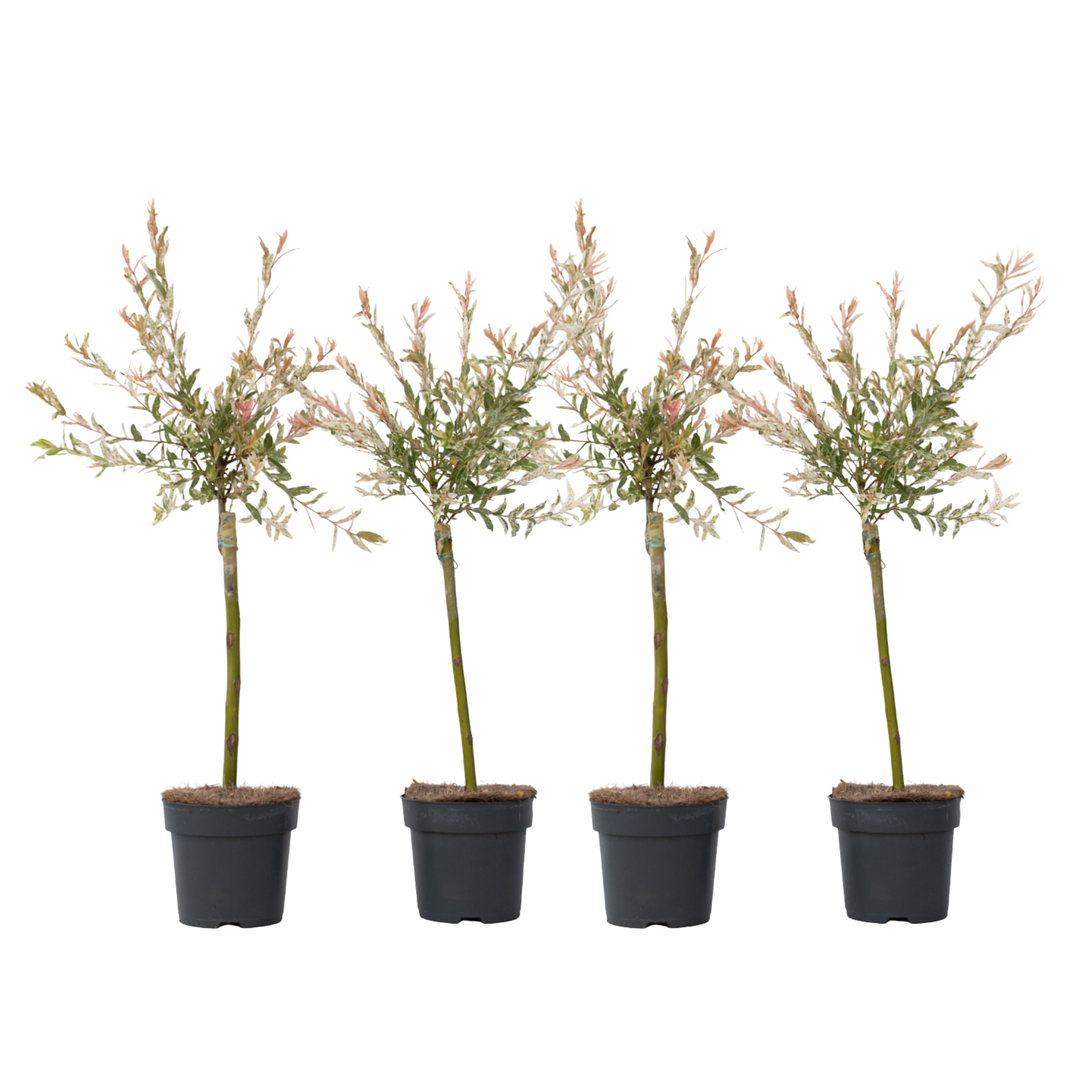 Bonte dwergwilg - Set van 4 - Salix integra'Flamingo'- Hoogte 60-80cm -⌀17cm afbeelding