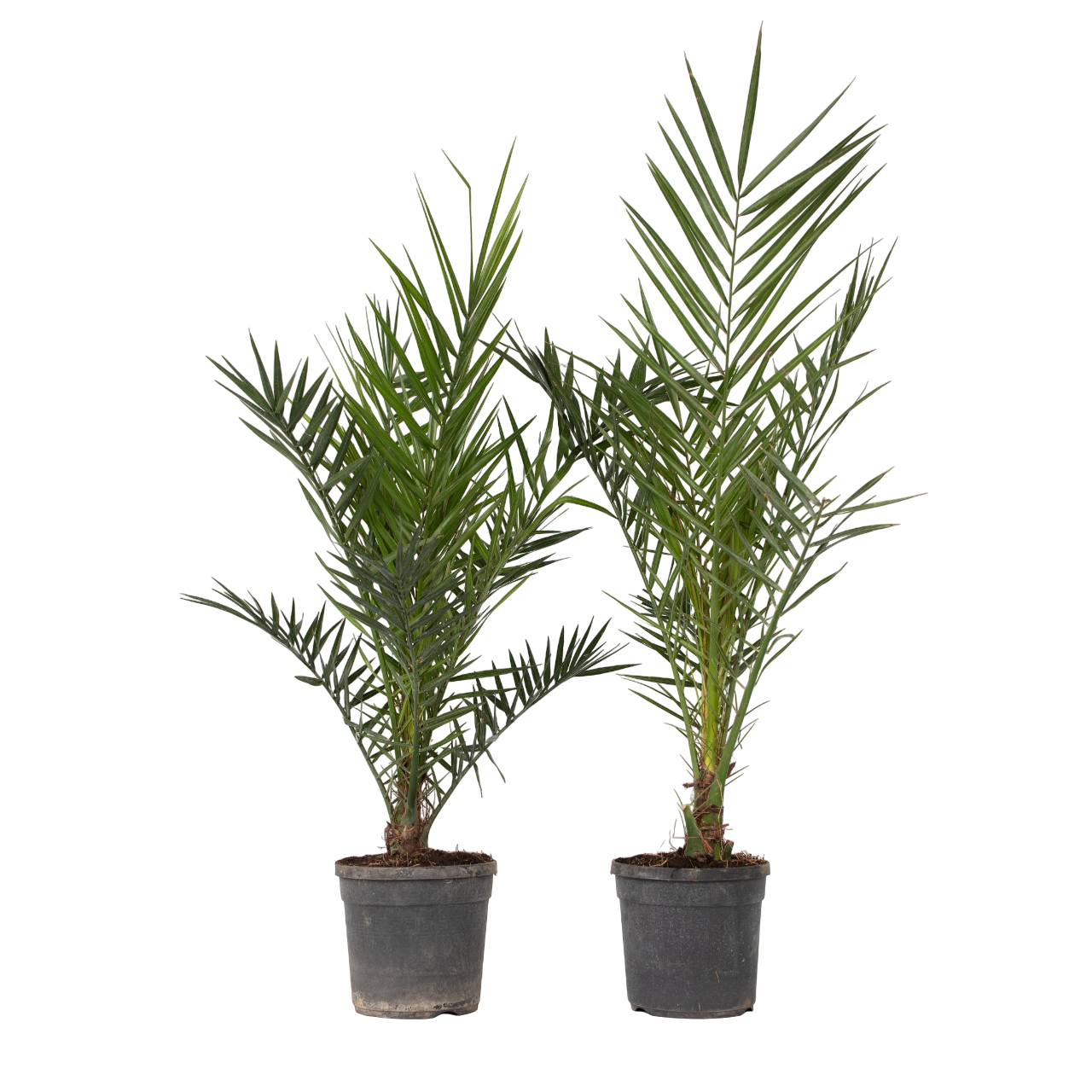 Canarische Dadelpalm - Set van 2 - Phoenix canariensis - Hoogte 80-100cm -⌀19cm afbeelding
