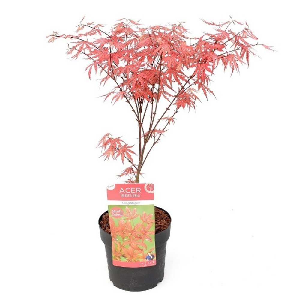 Japanse Esdoorn - Acer palmatum'Amagi-shigure'- Hoogte 30-40cm -⌀13cm afbeelding