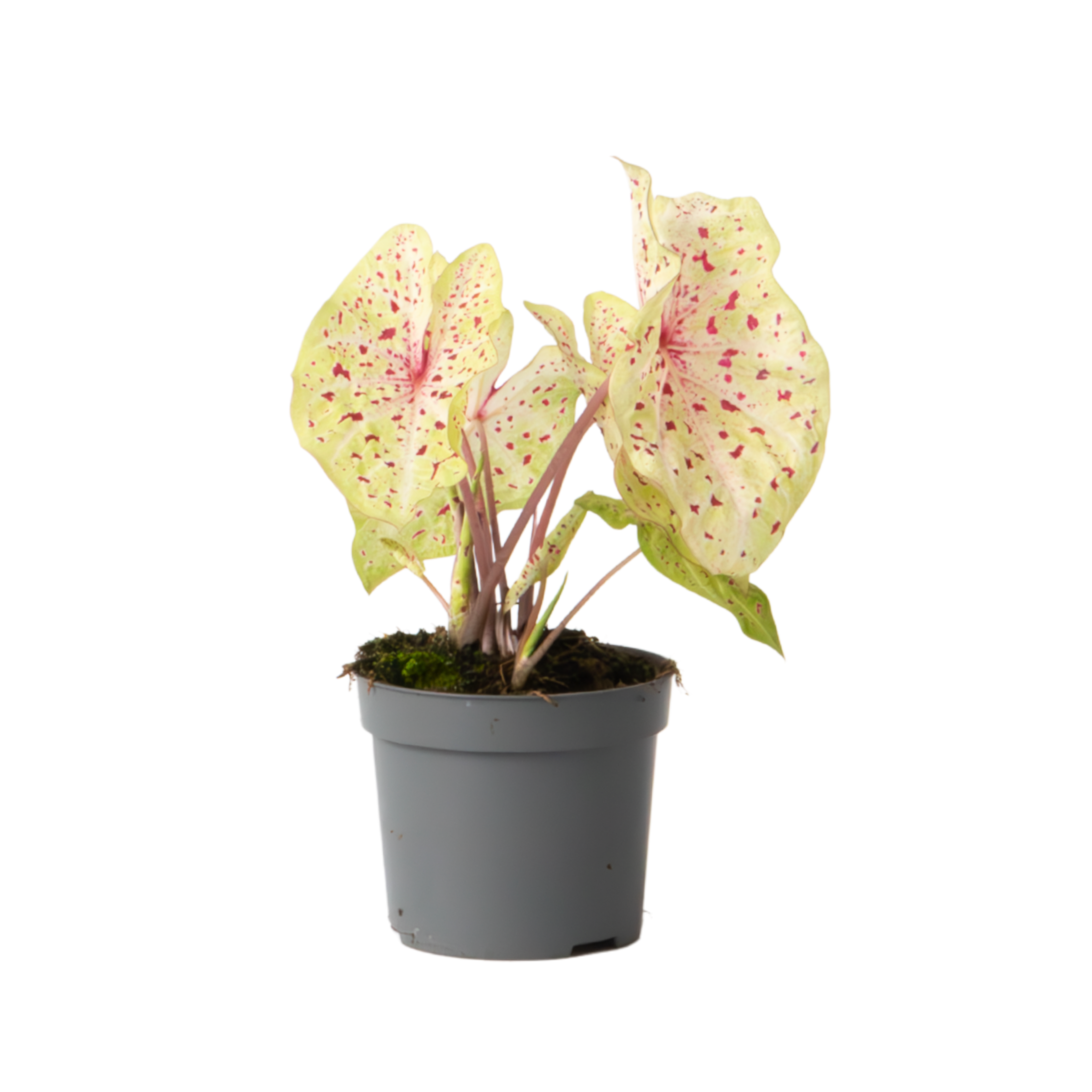 Engelenvleugels - Caladium'Miss Muffet'- Hoogte 25-40cm -⌀12cm afbeelding