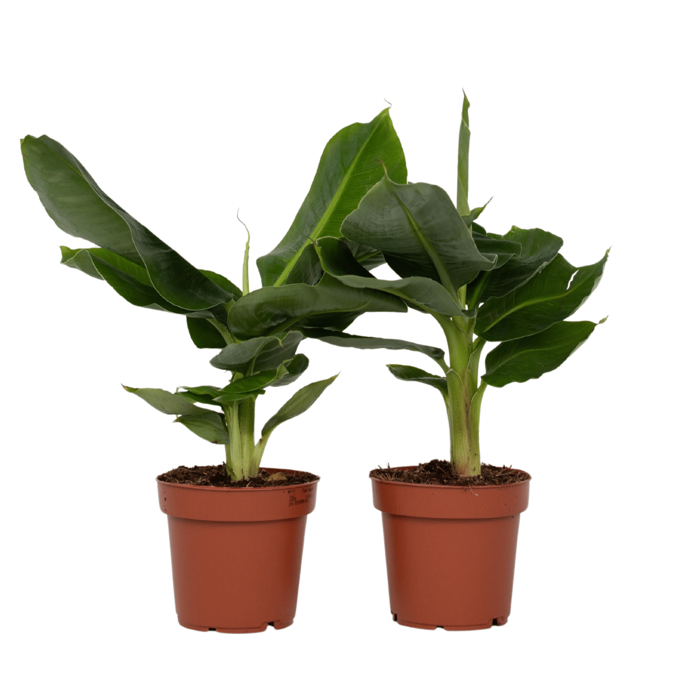 Bananenplant - Set van 2 - Musa'Oriental Dwarf'- Hoogte 25-40cm -⌀12cm afbeelding