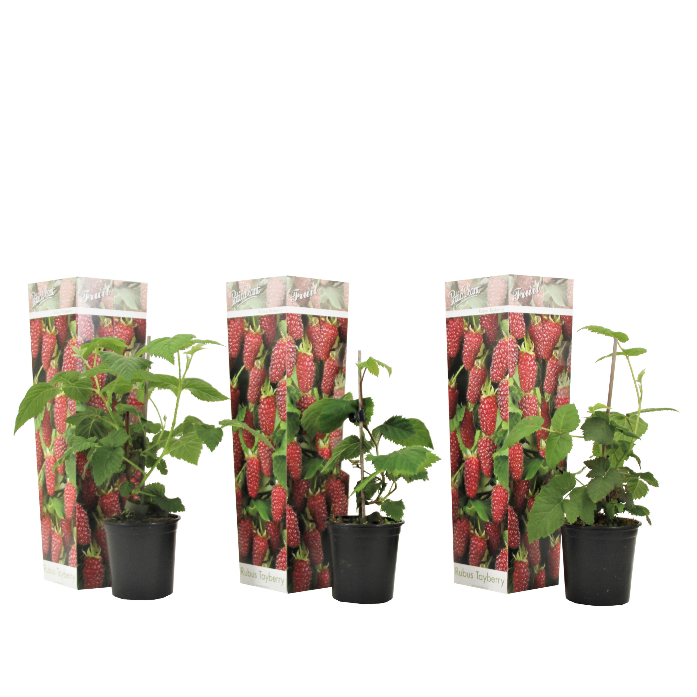 Taybessenplant - Set van 3 - Rubus'Tayberry'- Hoogte 25-40cm -⌀9cm afbeelding