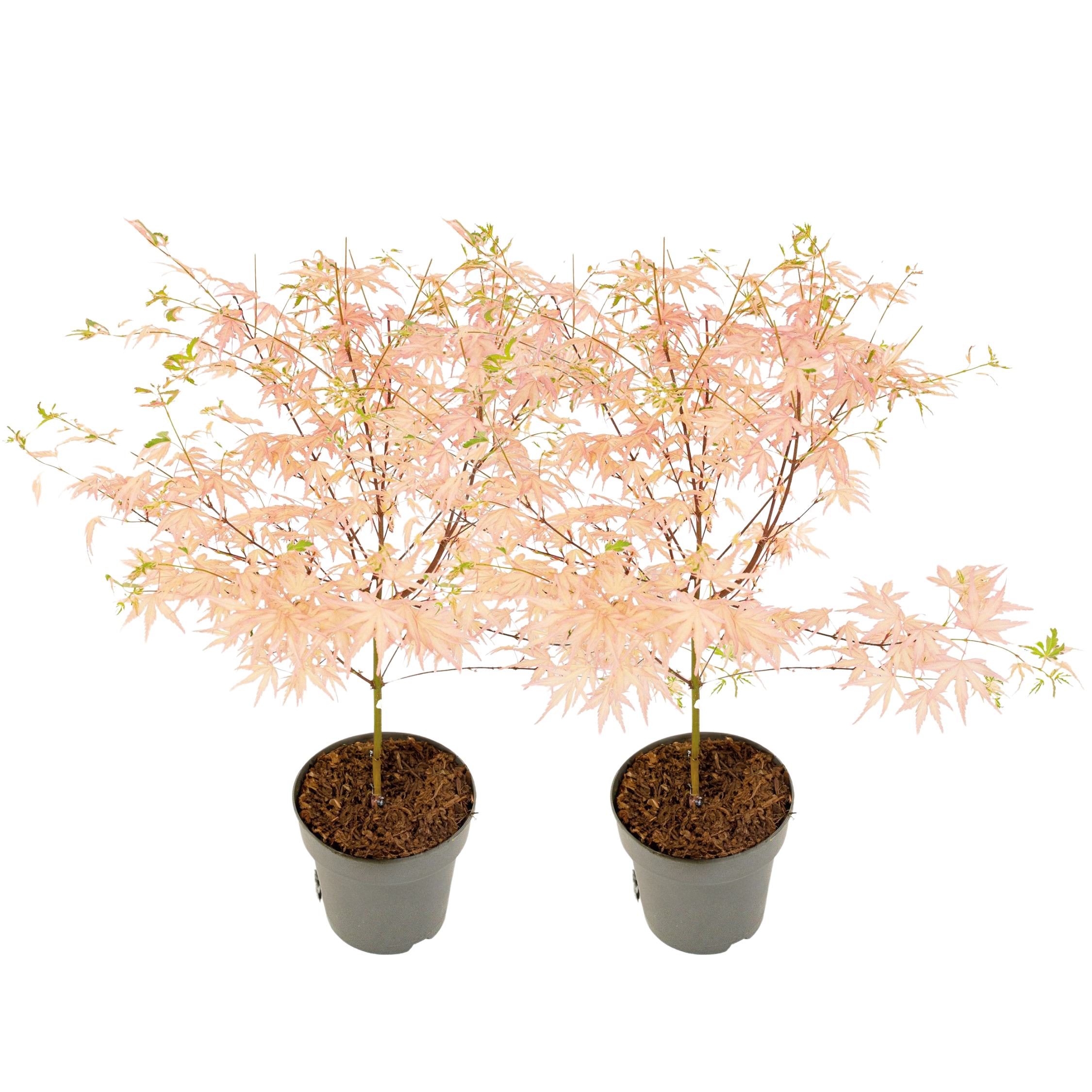 Japanse Esdoorn - Set van 2 - Acer Palmatum'Taylor'- Hoogte 35-55cm -⌀15cm afbeelding