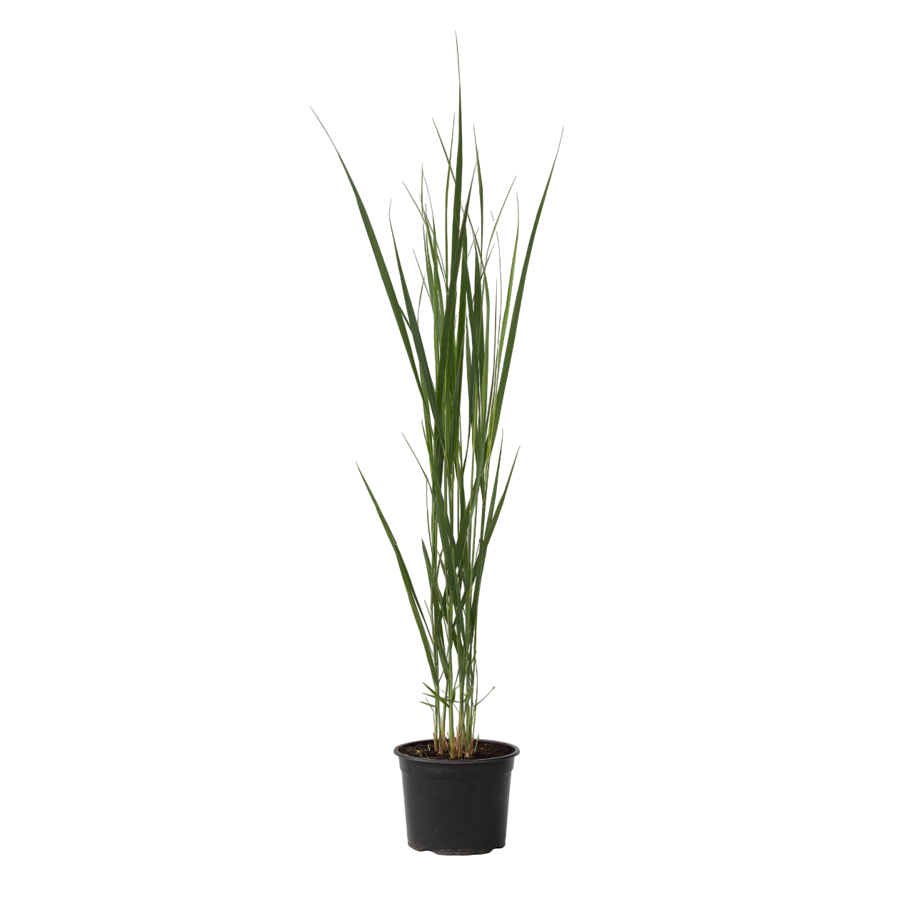Vingergras - Panicum virgatum'Northwind'- Hoogte 40-60cm -⌀23cm afbeelding