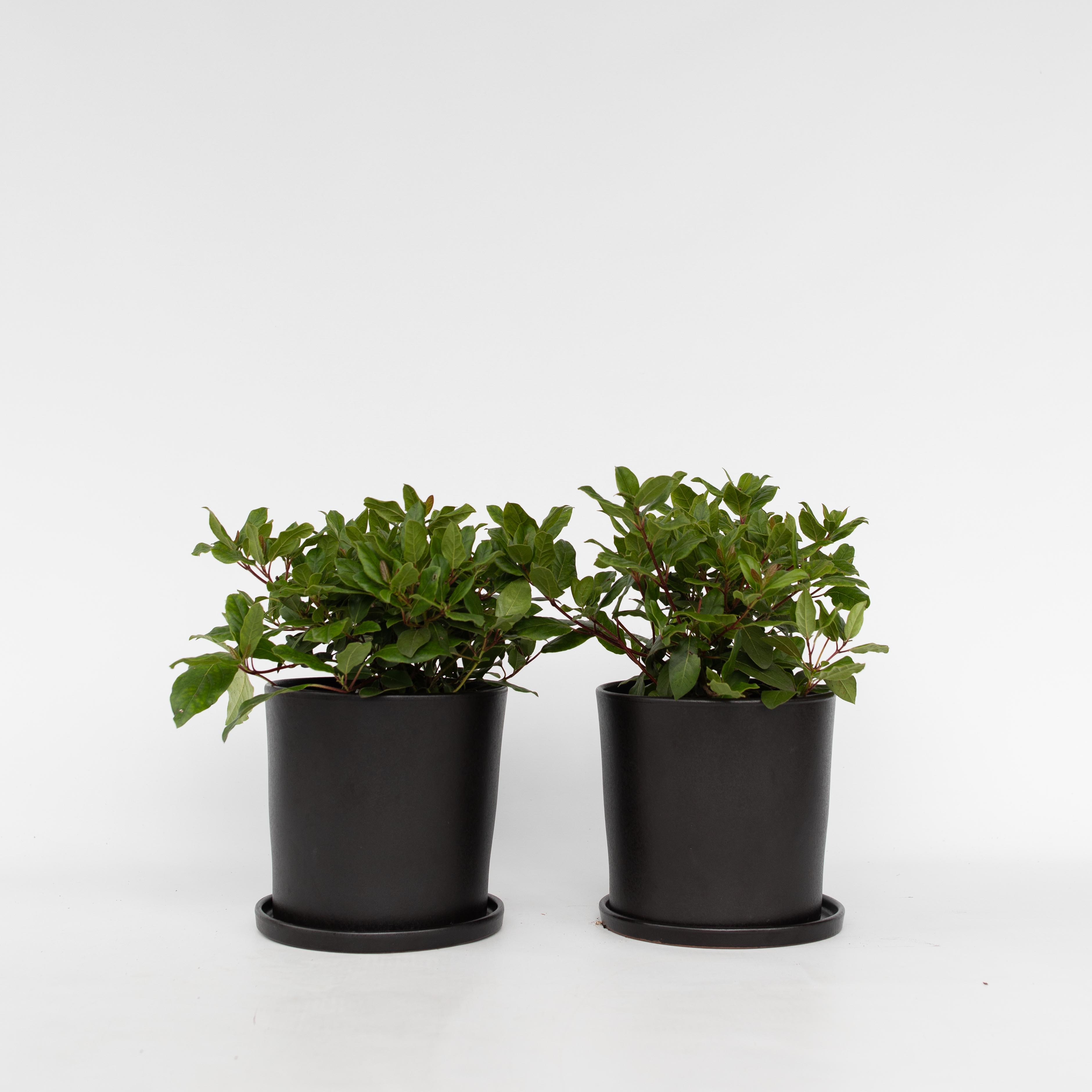 Sneeuwbalplant - Set van 4 - Viburnum tinus - Hoogte 25-40cm -⌀17cm afbeelding