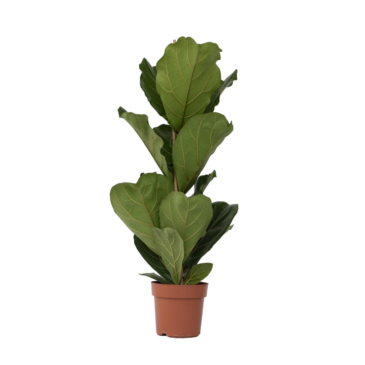 Vioolbladplant - Ficus Lyrata - Hoogte 70-90cm -⌀21cm afbeelding