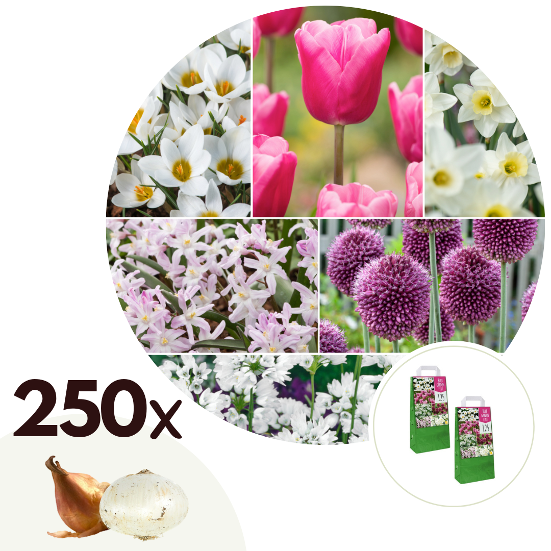 Mix bloembollen - Set van 250 - Allium, Narcissus, Muscari, Tulipa - Paars afbeelding