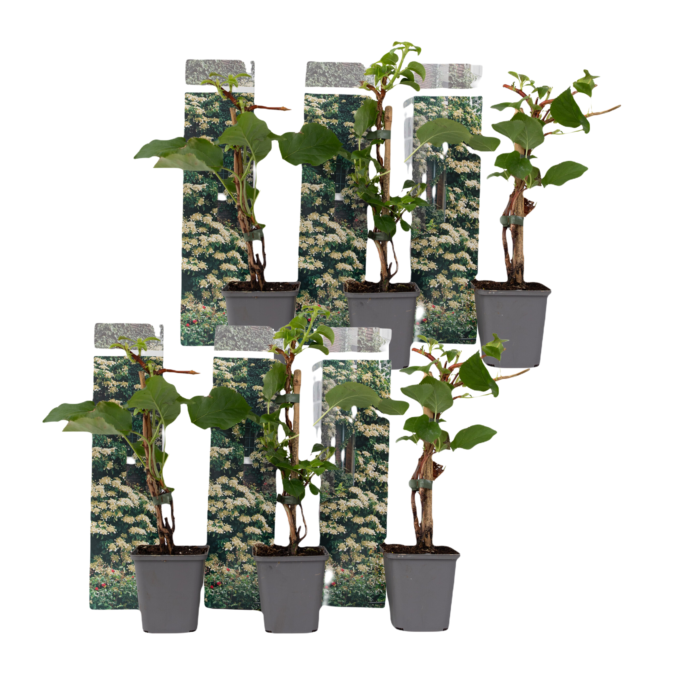 Hortensia - Set van 6 - Hydrangea anomale petiolaris - Hoogte 25-40cm -⌀9cm afbeelding