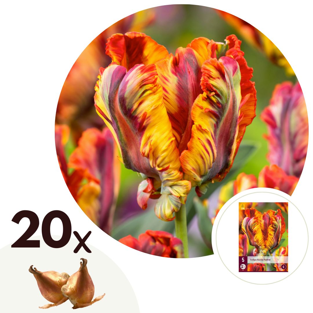 Tulpenbollen - Set van 20 - Tulipa'Rasta Parrot'- Bloembollen - Wit afbeelding