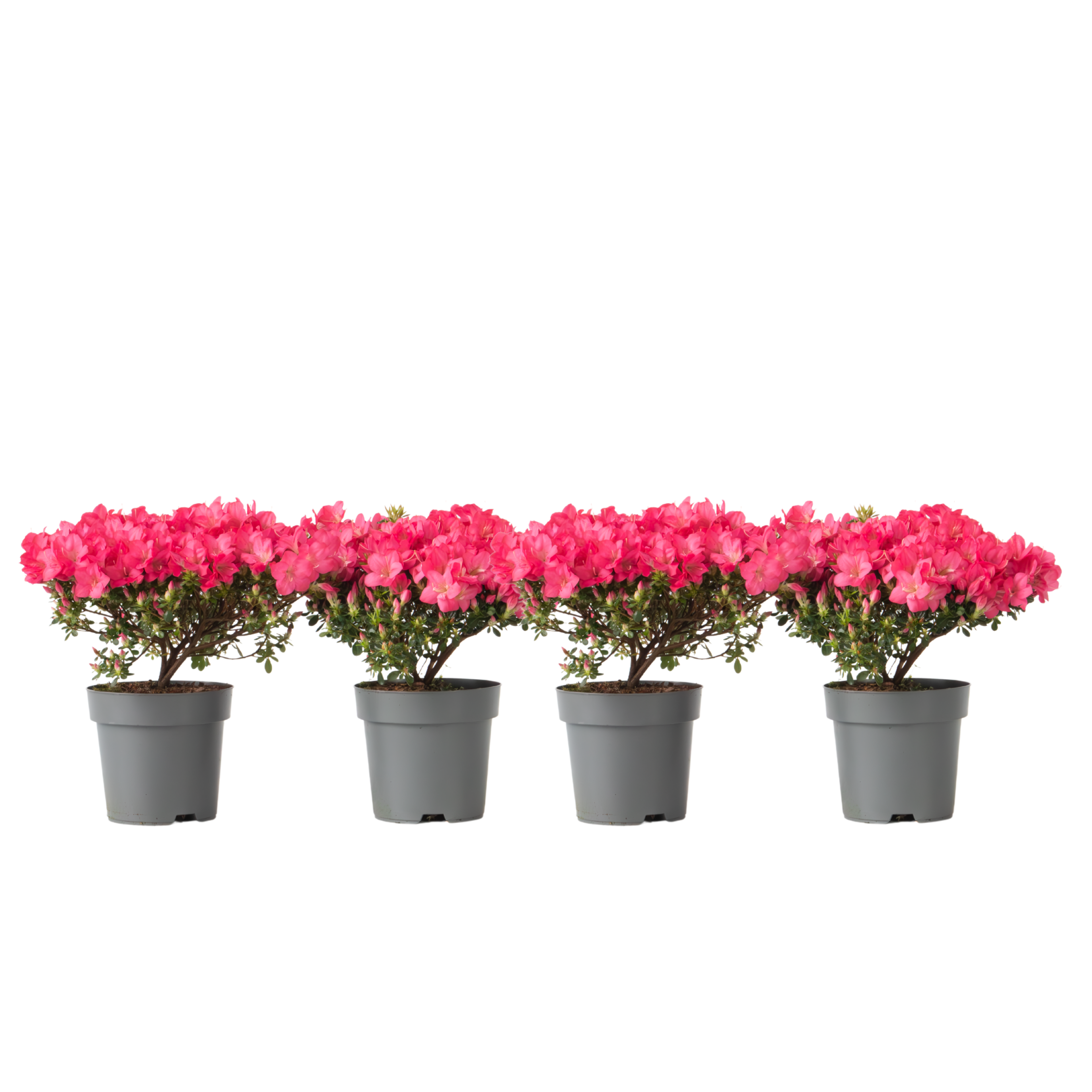 Japanse azalea - Set van 4 - Rhododendron'Anouk'- Hoogte 25-40cm -⌀17cm afbeelding