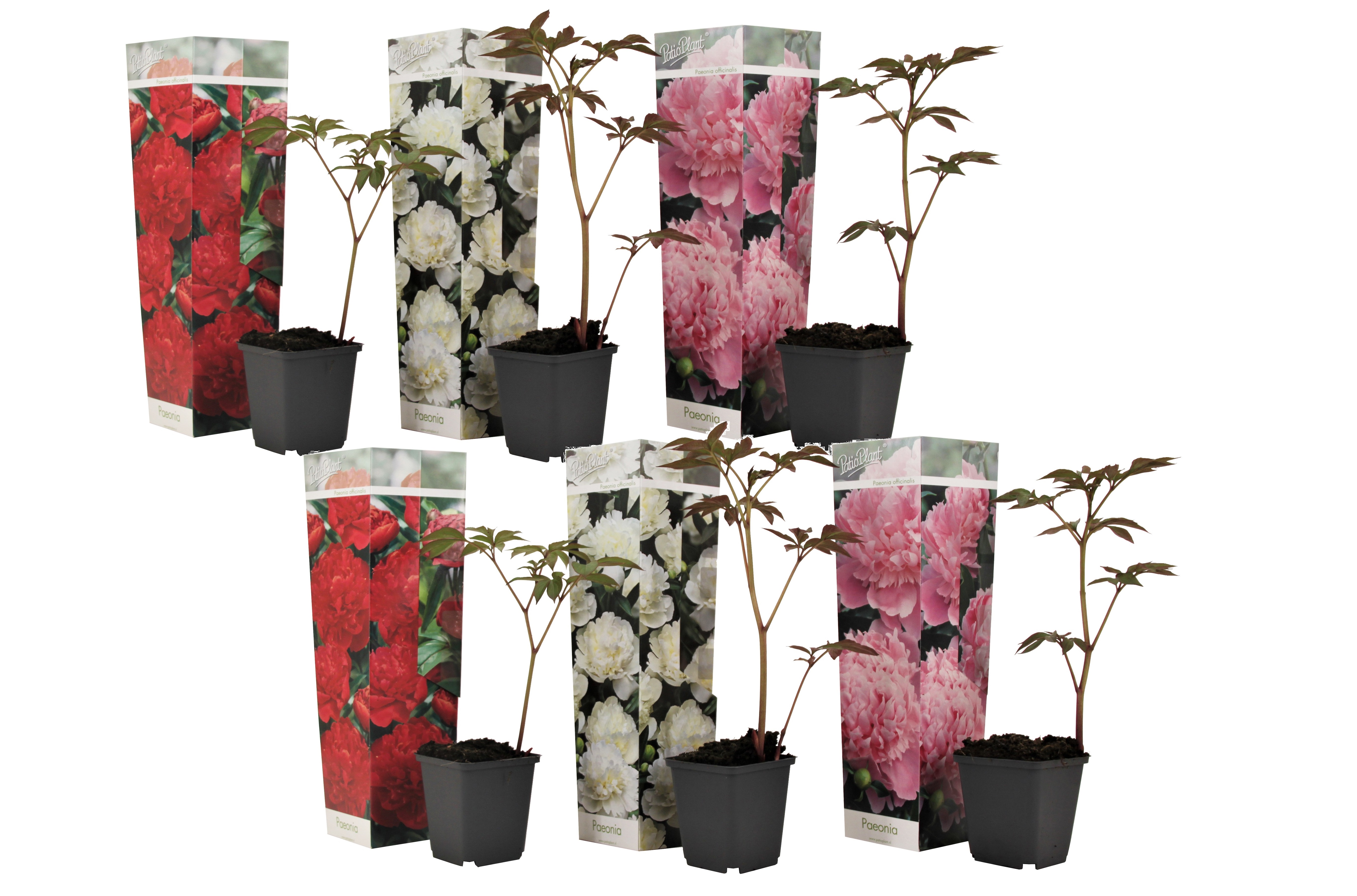 Pioenroos - Set van 6 - Paeonia officinalis - Hoogte 0-40cm -⌀9cm afbeelding