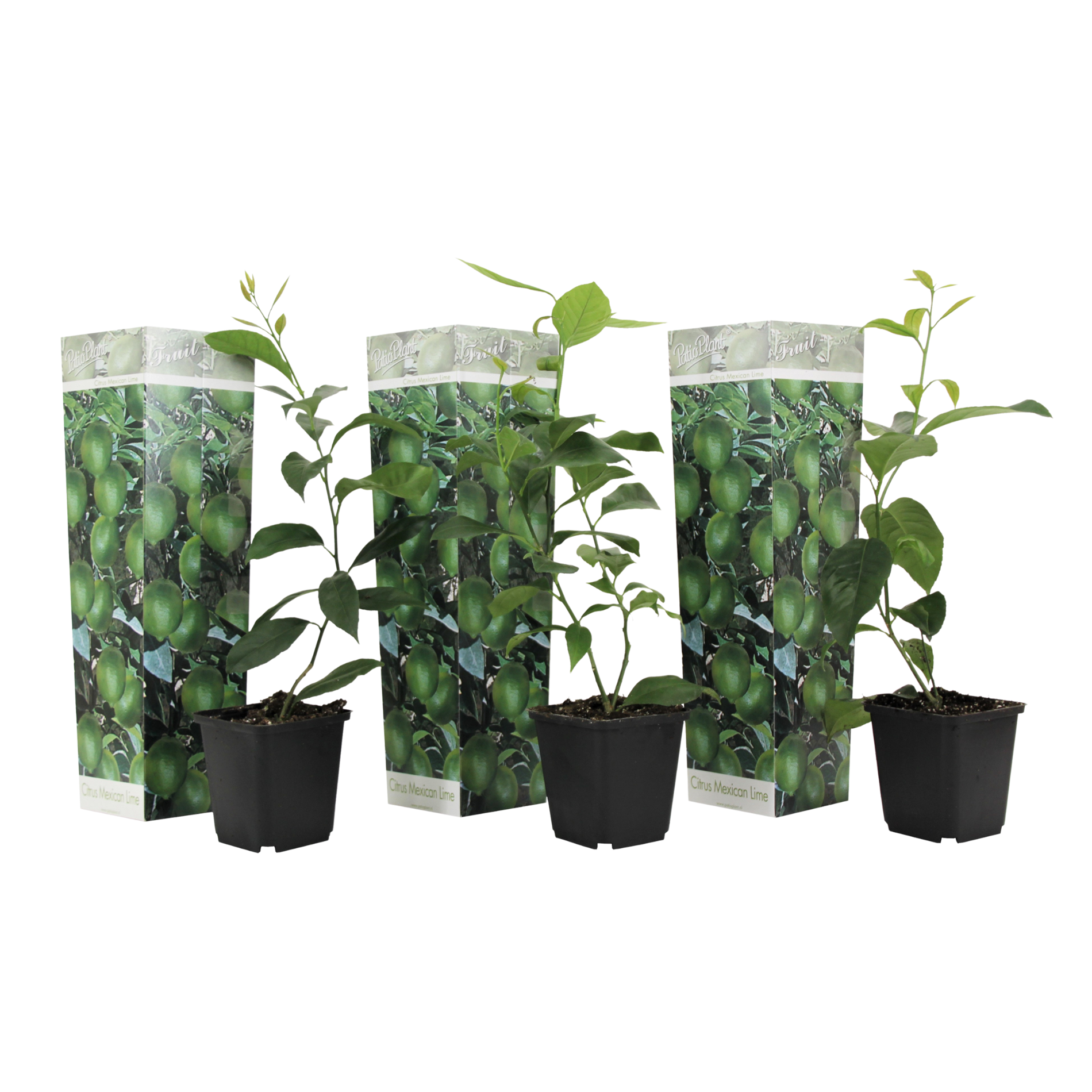 Limoenboom - Set van 3 - Citrus aurantifolia - Hoogte 25-40cm -⌀9cm afbeelding