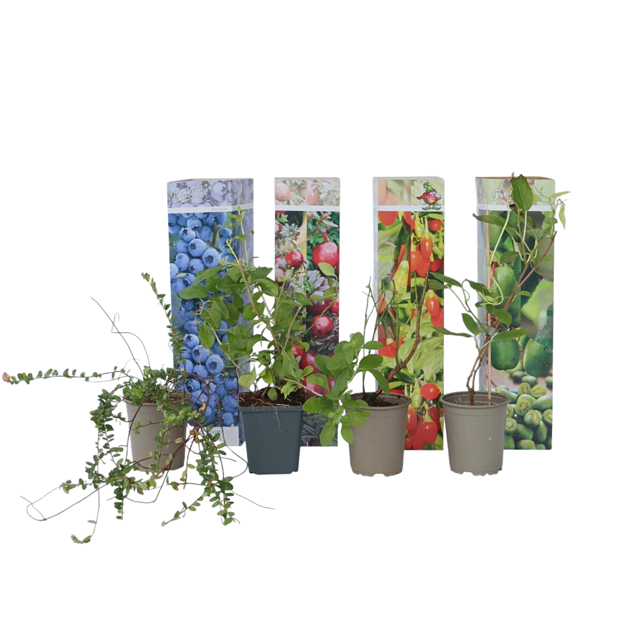 Fruitstruiken - Set van 4 - Actinidia, Vaccinium, Lycium - Hoogte 25-40cm -⌀9cm afbeelding