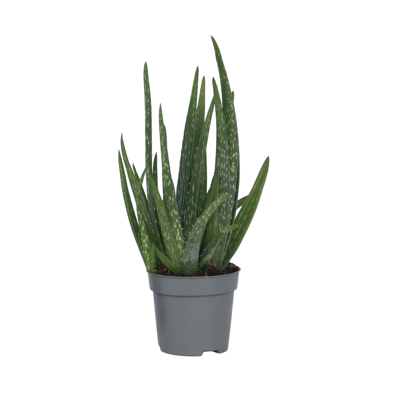 Aloë vera - Aloe barbadensis - Hoogte 25-40cm - ⌀10,5cm afbeelding
