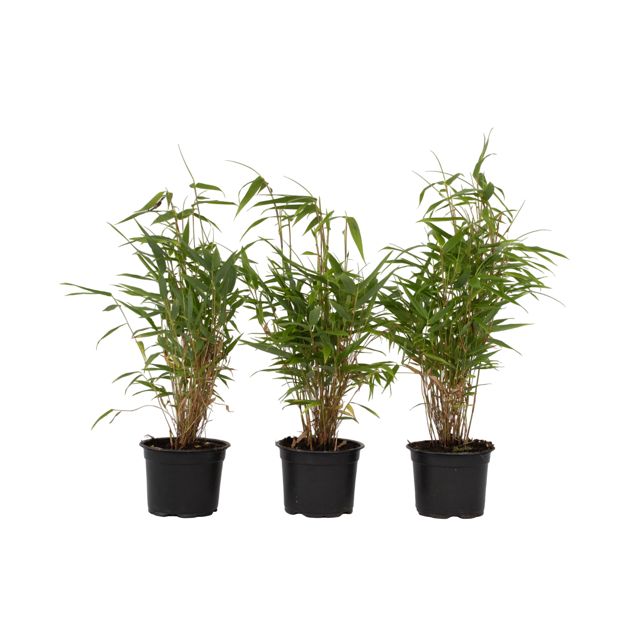 Bamboe - Set van 3 - Fargesia rufa - Hoogte 25-40cm -⌀13cm afbeelding