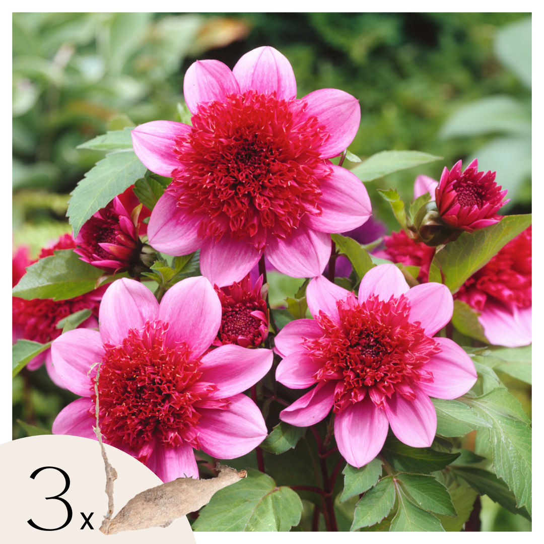 Dahliaknollen - Set van 3 - Dahlia'Blue Bayou'- Rood afbeelding