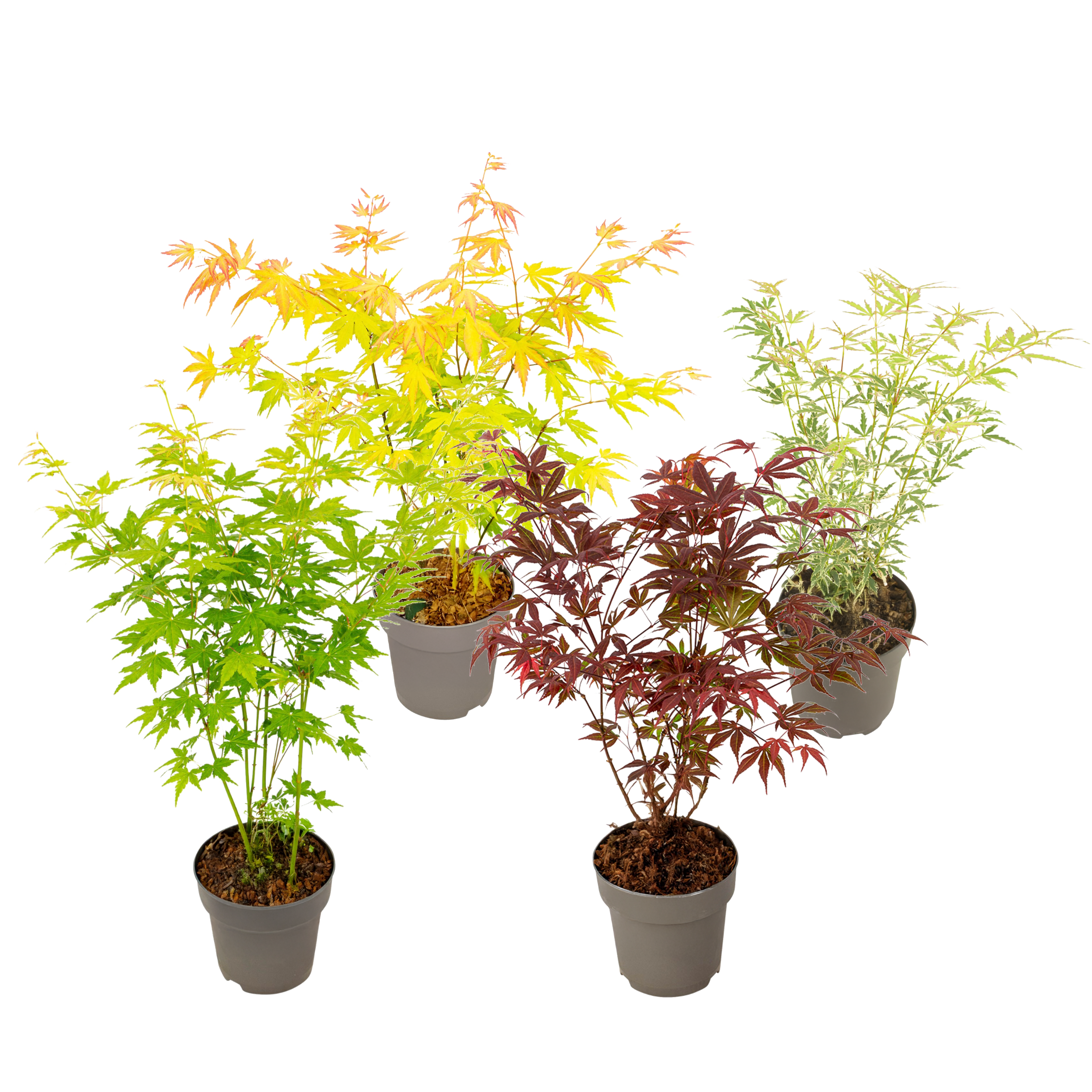 Japanse Esdoorn - Set van 4 - Acer palmatum'Mix'- Hoogte 35-55cm -⌀15cm afbeelding