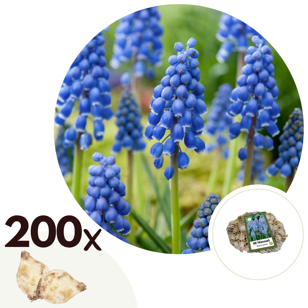 Druifhyacint - Set van 200 - Muscari armeniacum - Bloembollen - Blauw afbeelding